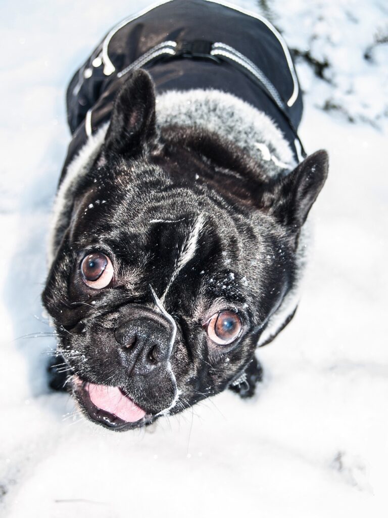 g23c204cbb8185fd802d4cf95949448cb1fcd803a44fd9ea6e5d7006b0a8d3d3339e898345a95613690028cb8ac0b0565_1280-318484 dog, bulldog, pet, french bulldog, animal, puppy