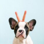 Adorable French Bulldog puppy with playful bunny ears against a light blue background.